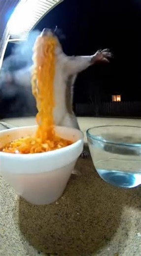 Squirrel Tries Spicy Noodles for the First Time - Hilarious Animal Clip 😂