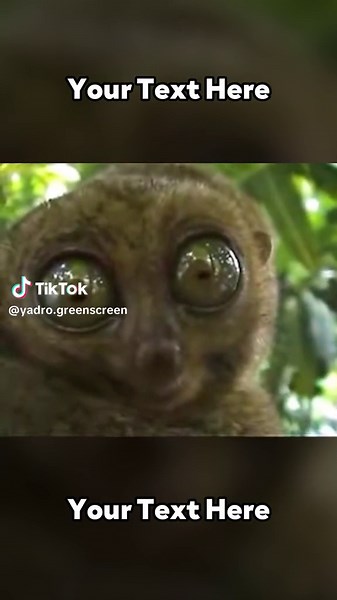 Dramatic Lemur Meme Compilation | Funny Memes and Reactions