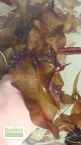 RED TIGER LOTUS (DWARF AQUARIUM LILY) EASY AQUARIUM PLANT is available for sale! Shop Now! https://dustinsfishtanks.com/products/red-tiger-lotus?variant=29239725850668 THESE PLANTS ARE ABSOLUTE 🔥 RIGHT NOW IN THE GREENHOUSE! TANK ON! . . . . . #dustinsfishtanks #tankon #aquarium #aquariums #aquascape #aquascaping #aquariumplants #scape #aquariumhobby #fishtank #freshwateraquarium #plants #plantlife #planted #plantedtank #plantedaquarium #aquascape #aquaticplants | Dustin's Fishtanks