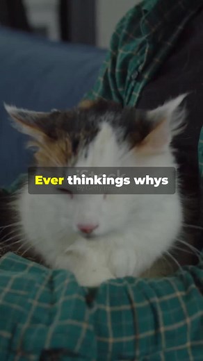 #cat #cute #science