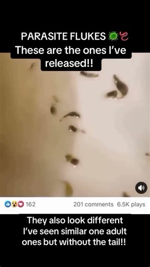 THE SILENT LIVER KILLER: FLUKES ⚠️ Most people have never heard of liver flukes… yet they’re one of