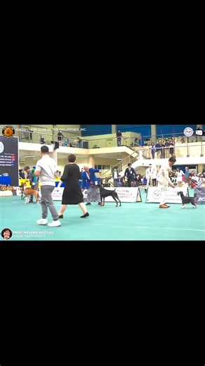 Best In Group Competition 👌 #doberman #boxerdog #bullmastiff #schnauzer #rottweiler #dogtrainer #dogtraining #positivereinforcementtraining #doghandler Jacyn Dalipe All Breed Dog Trainer & Dog Show Handler 🐶 We are It's Heizhen K9 Training Service - a Dog training school in Metro Manila North Caloocan, Well ventilated kennels❗❗❗fully Air-conditioned Area for boarding and lodging ❗❗❗ & supervised by Lic Vet. We offer the FF courses:Accepting Dog Training Service / Home Service & In House Dog Bo