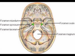 Structures that pass through Foramen Rotundum