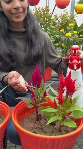 A vibrant Ornamental Flowering plant- Celosia🪴❤️ #shorts #celosia #gardeningtips
