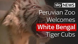 181K views · 4.6K reactions | A zoo in Lima has welcomed two new white Bengal tiger cubs | Sky News | Facebook