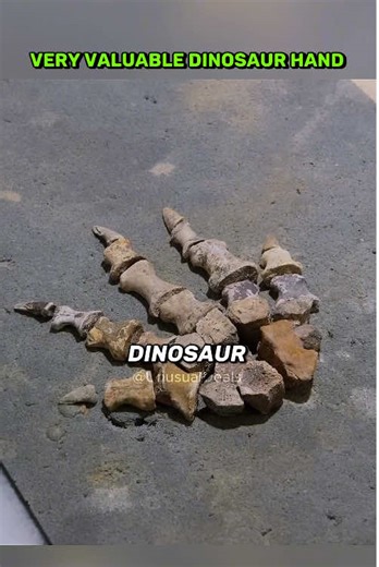 Selling Valuable Dinosaur Fossil Hands on TikTok