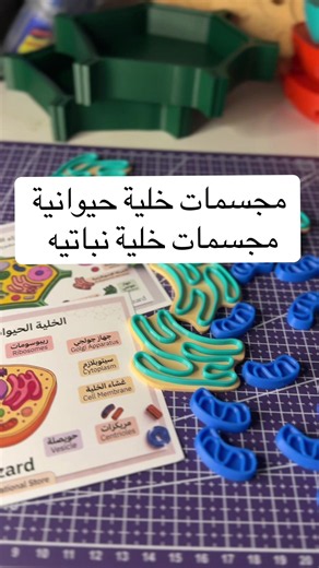 #الصف_الرابع_الابتدائي #علوم #الخلية_الحيوانية #مجسمات_مدرسية المجسمات متوفرة في متجري خلية حيوانيه خلية نباتيه