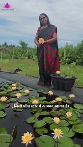 Siam Amber magic in our Siam collection! Pale yellow-peach blooms with golden hearts. Discover how many Siam varieties we have at Lilypond Store! ✨ Shop now 👉 Link in bio #lilypondstore #SiamAmber #HardyWaterLily #aquaticplants AquaticPlants #waterlilies | Lily Pond Store - Water lilies, lotus & aquatic plants