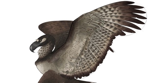 Argentavis magnificens: Obří král oblohy z dob miocénu - Médium.cz