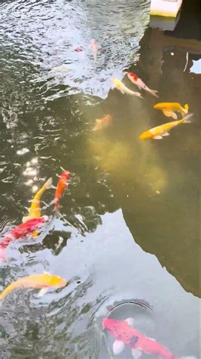 Beautiful fish #fish #beautifulfish