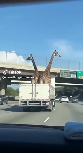 Giraffes on the Highway: A Hilarious Moment