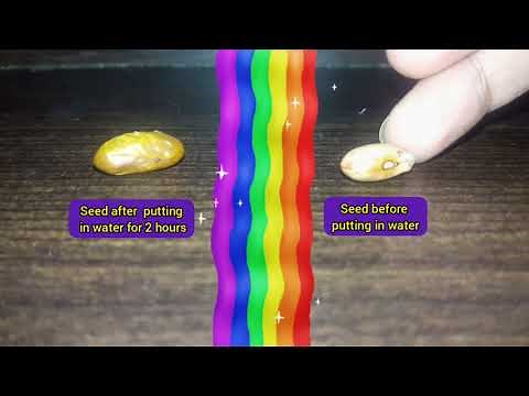 Seed dissection on soaked kidney bean Embryo, Cotyledon, Epicotyl, Hypocotyl, Radicle and Plumule
