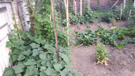 Stayman@agsn#6576& on TikTok