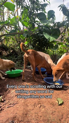 Navigating the Algorithm: The Struggles of Content Creators