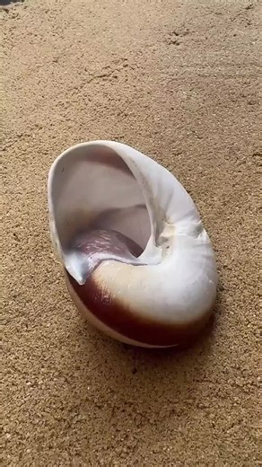 Casting Aluminum at Home: Snail Shell Restoration