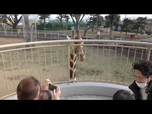 Reticulated giraffe Feeding Experience (KAMINE ZOO, Ibaraki, Japan) December 4, 2018