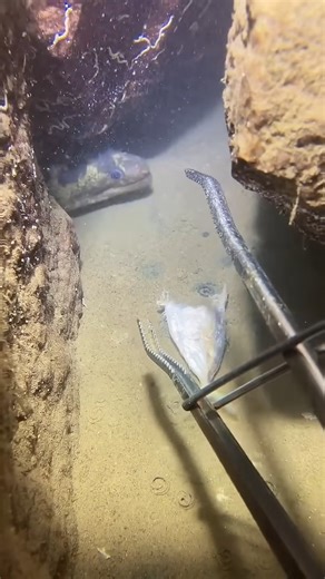 Diving and fishing Sea cucumber Starfish #fishing #fish #crab #sea cucumber #diving | Ocean Fish Hunting