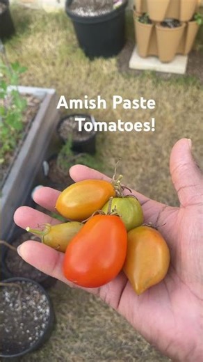 Harvesting my Amish Paste Tomatoes! #gardening #harvesting #harvest #tomatoes