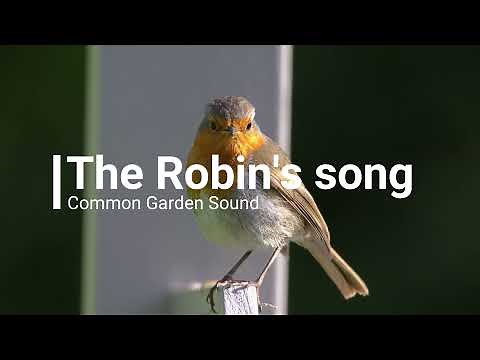 The British Robin's Song | The Robin's Call | UK Wildlife