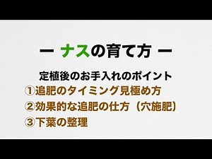 サントリーフラワーズ 育て方講座「ナスの育て方」 3分28秒
