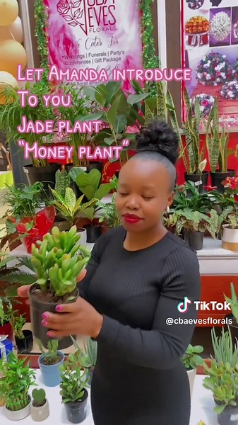 Discover the Benefits of the Jade Plant for Your Home