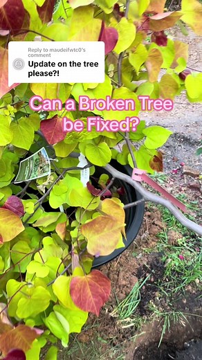 Replying to @maudeifwtc0 Finally, the conclusion! #engineering #trees #nursery #arborist #redbud #landscaping