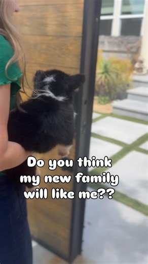 Corgi Puppy Meets Forever Family 😍