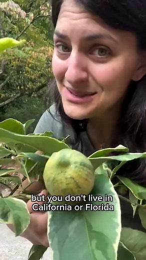 Your neighbors daffodils are blooming and yours aren’t… what gives? There’s a few reasons why your daffodils might not be blooming yet. 🌱Early, mid, late season daffodils: there are daffodil varieties that bloom at different times — so you might need to be patient as your daffodils might be a later season bloomer. 🌱Late planting: if you planted your daffodils recently they are going to take a year to establish and figure out the right time to bloom. This year they will likely bloom later in th