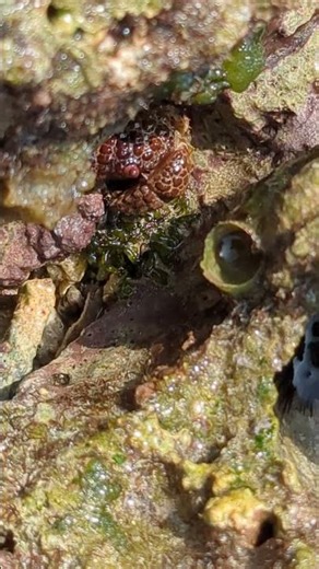 カノコオウギガニとヘビガイ/喜界島/Daira perlata/Scaly worm shell