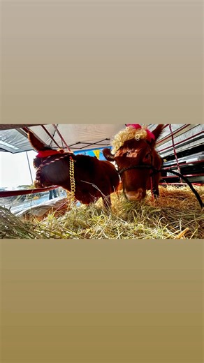 Rusty Ranch on Reels