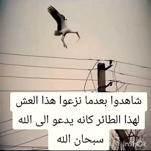 يا الله كيف رفع رأسه 😭 #قرآن_كريم #اكسبلور #سبحان_الله#لا_اله_الا_الله #اللهم_صل_وسلم_على_نبينا_محمد