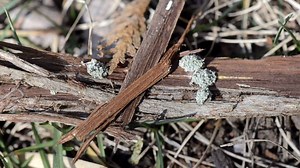 39 reactions | These mobile lichen are actually debris carrying...