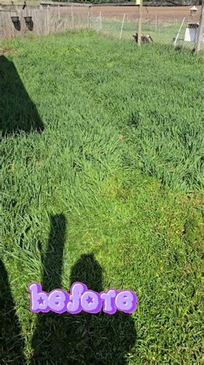🌾Grass mowing season!☘️ #grass #mowing #farm