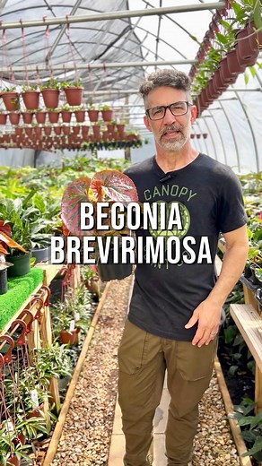 Begonia brevirimosa is a beautiful Begonia species with bright pink leaves accented with a deep olive green color. This cultivar is a cane or angel wing type and makes a great indoor plant. They can reach heights of up to 4-5’ if grown in ideal conditions, but as an indoor plant you can expect yours to grow to about 2-3’. Caring for your Begonia brevirimosa is fairly simple. They prefer a slightly moist soil. Take care not to over water your plant. This plant is tolerant of lower light condition