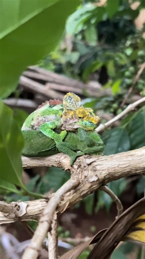 Chameleons mating #mating #chameleon | Sipi Falls explorers