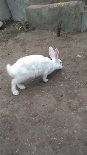 white Female hungry for eating dinner