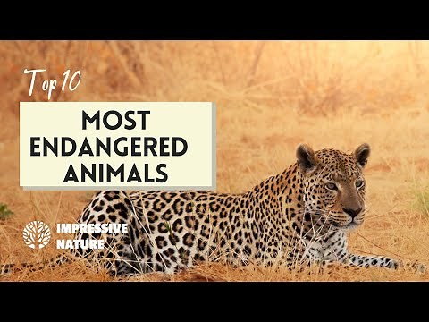 Top 10 Most Endangered Animals in the World