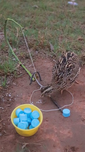 Creative Bird Trap Method For Quail Using Mini Soap & Bamboo #shorts #diytraps #tutorial #skills
