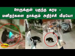 ஊருக்குள் புகுந்த கரடி - மனிதர்களை தாக்கும் அதிர்ச்சி வீடியோ | Man Injured In Bear Attack