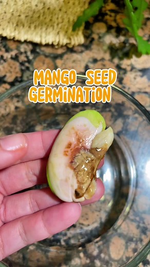 Growing Mango Seeds: Paper Towel Method