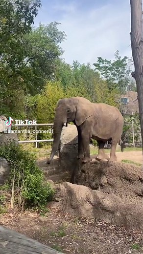 Do Elephants Really Sneeze?