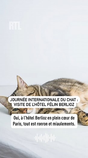 🐈 En cette journée internationale du chat, RTL se rend à l'hôtel félin Berlioz à Paris. Un établissement entièrement consacré au bien-être et au confort des chats. | RTL