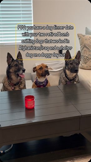 Dorka & Monte on Instagram: "Sunnie’s experience on her doggie day out 🥹🐶🐶 Sunnie is located at the Santa Rosa Animal Shelter @srcanimalservices which offers doggie days out to get to know dogs. I found out that Sunnie is sweet, dog friendly, cat friendly, kid friendly, and great on leash just from this. I’m surprised she’s been in the shelter for over a year but I know where ever she ends up she will be a great addition 🥹🥹 Shoutout to @sand_and_paws_candles for giving us a nice candle lite