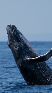 1.5K views · 906 reactions |  • #whale #whales #humpbackwhale #whalewatching #whalewatch #photographer #closeencounter #boatlife #lovetheocean #wildlife #wildlifeofinstagram #animallovers #visitmaui #visithawaii #maui #hawaii #tourist #hawaiistagram #lahaina #breach #hawaiilife #ultimatewhalewatch #capcutedit #ilove #ilovewhales | Ultimate Whale Watch & Snorkel | Facebook