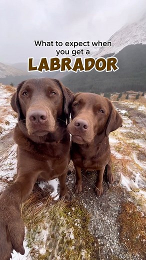 Alice and Hector 🐶🤎 on Instagram: "What’s your favourite thing about Labradors? 🙊🐶 Happy National Labrador day friends! 🥹 I’ve always loved Labradors since I was young, I lived across the road from a female chocolate Labrador who started my love for choccy labs from a young age! Then growing up I worked with a chocolate Labrador called Charlie (also the name of my partner 🤭🤣) which is when I made the decision I wanted a male chocolate Labrador! 🤎 I think my favourite thing about Labrador