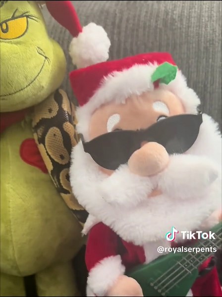 One thing about Royal Serpents we festiv AF🎅🎄#ballpython #royalpython #reptile #reptiles #reptilesofinstagram #snake #snakes #pets #pet #petsofinstagram #bloodpython #burmesepython #reticulatedpython #carpetpython #boaconstrictor #leopardgecko #crestedgecko #beardeddragon #animals #wildlife #royalserpents #Serpentgang #ballpythons #royalpythons #fyp #reptilesoftiktok #Snakesoftiktok #wistangclan #vunit #usark