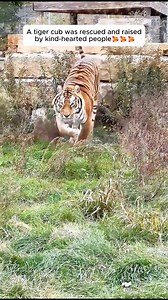 A tiger cub was rescued and raised by kind-hearted people #animallover #animalrescue #animalsofinstagram #animalworld #animalplanet #animalslover #rescueanimal #loveanimals #rescueanimals #fypシ #tiger #tigersofinstgram | AnimalLove Stories