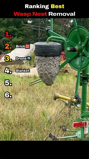 Ranking Best Wasp Nest Removal!
