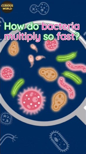 How Do Bacteria Reproduce? 🦠 #science #scienceshorts #shortsfeed #shorts #facts #education