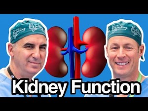 What Your Kidneys Actually Do And Why You Should Care. Explained By A Nephrologist.